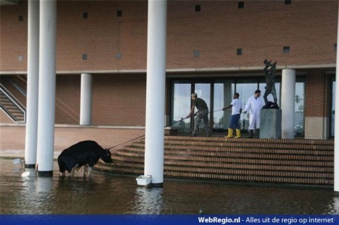 Stier in Zaandam