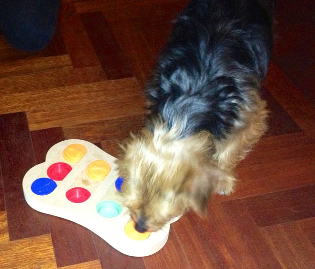 puzzel Sammie