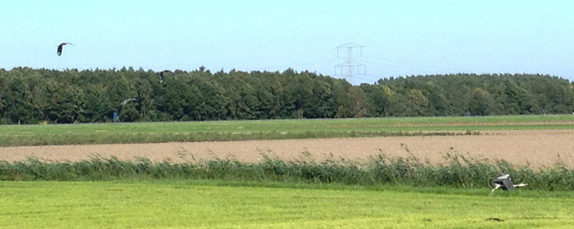 Reigers