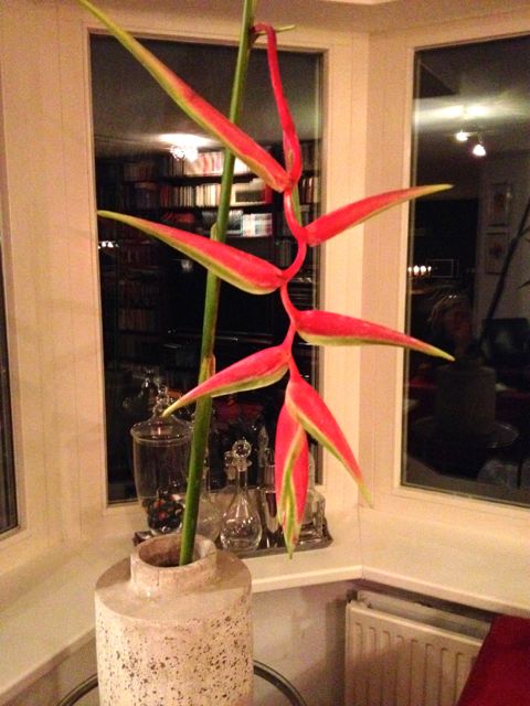 Hangplant