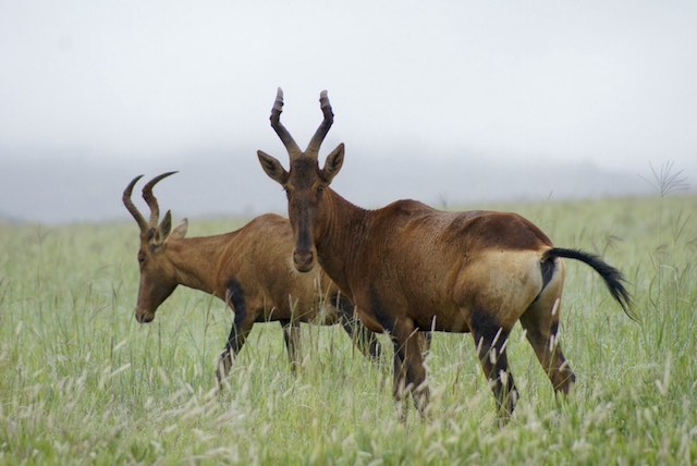 Hartebeest