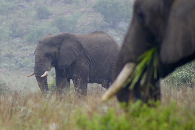 Olifant