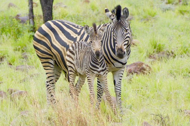 Zebra