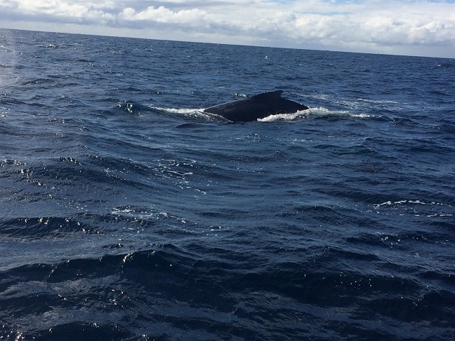 Walvis